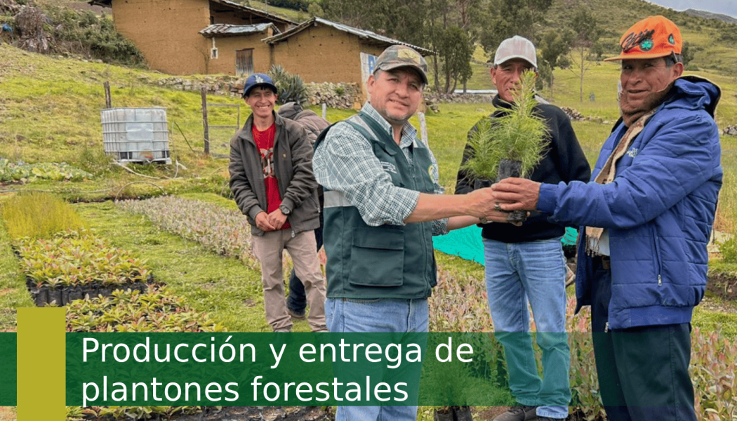 Producción y entrega de plantones forestales